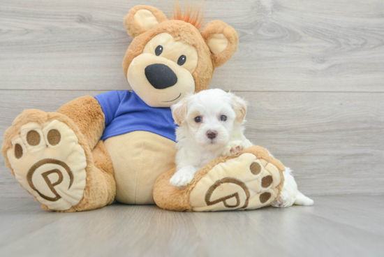 Popular Maltipoo Poodle Mix Pup