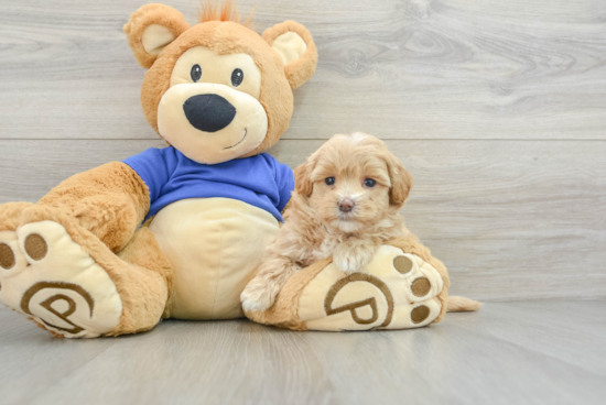 Petite Maltipoo Poodle Mix Pup