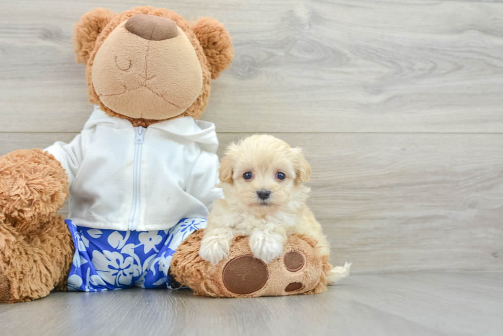 Maltipoo Pup Being Cute