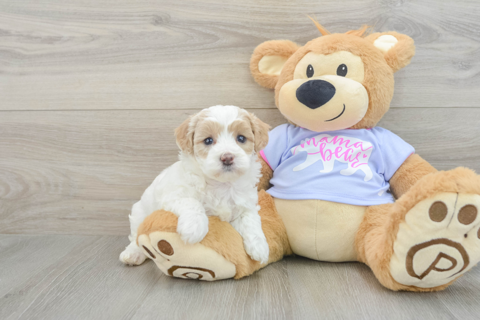 Maltipoo Pup Being Cute