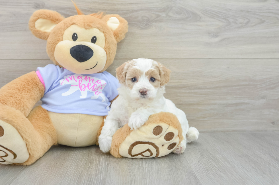 6 week old Maltipoo Puppy For Sale - Premier Pups