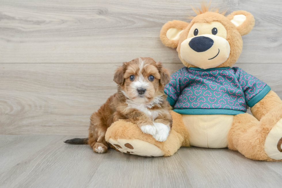 Maltipoo Pup Being Cute