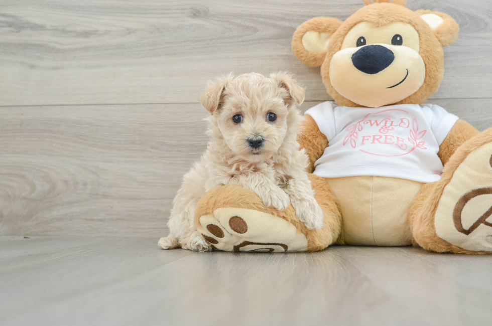 5 week old Maltipoo Puppy For Sale - Premier Pups