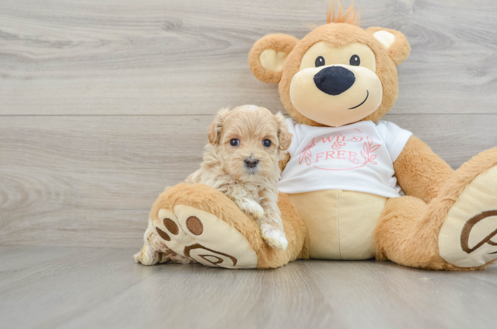 6 week old Maltipoo Puppy For Sale - Premier Pups