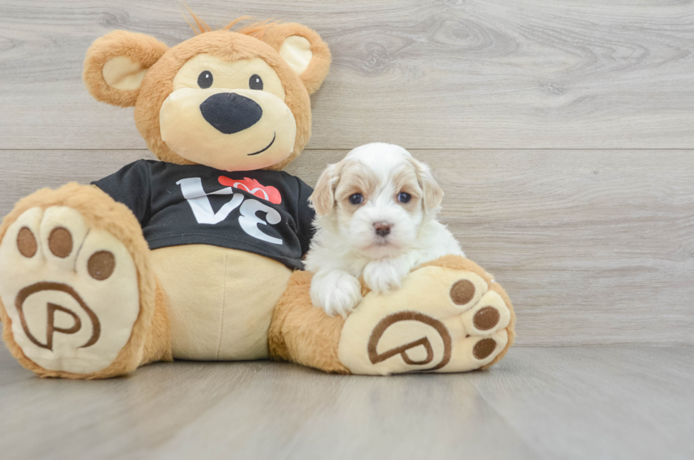 5 week old Maltipoo Puppy For Sale - Premier Pups