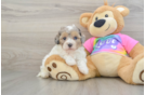 Maltipoo Puppy for Adoption
