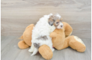 Maltipoo Puppy for Adoption