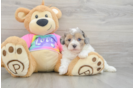 Petite Maltipoo Poodle Mix Pup