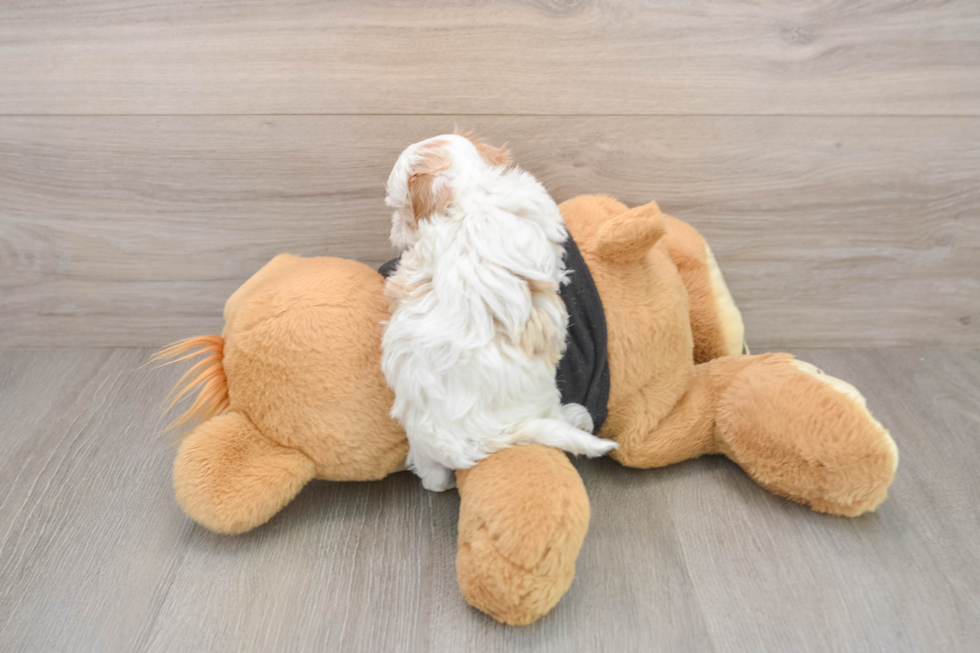 Maltipoo Pup Being Cute