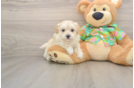 Best Maltipoo Baby