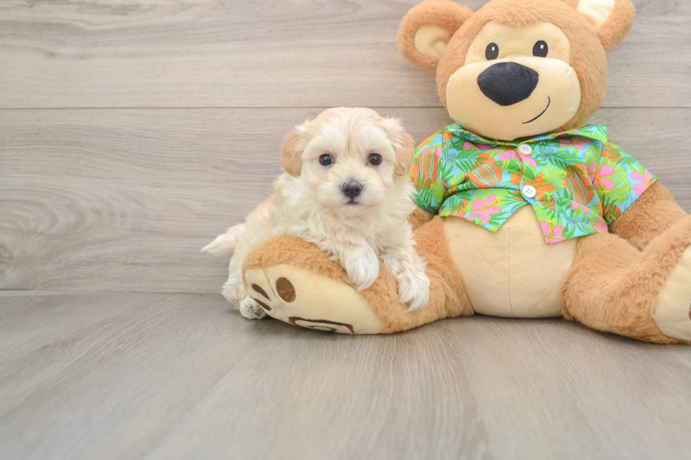 Best Maltipoo Baby