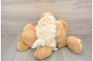 Friendly Maltipoo Baby
