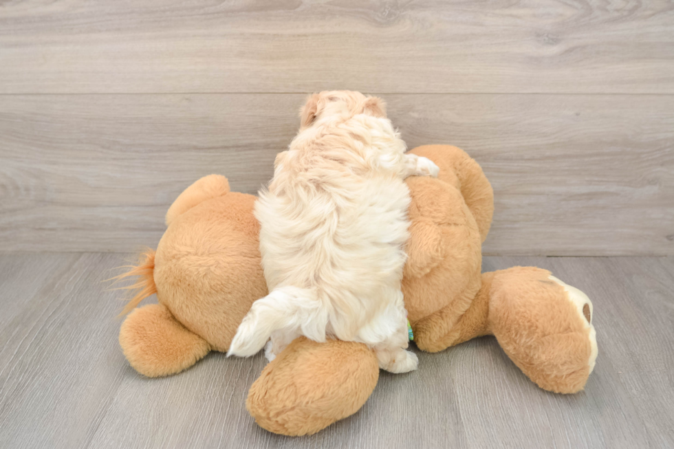 Friendly Maltipoo Baby
