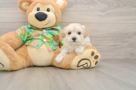 Maltipoo Puppy for Adoption
