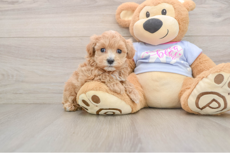 Best Maltipoo Baby