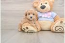 Best Maltipoo Baby