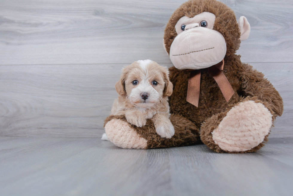 Happy Maltipoo Baby