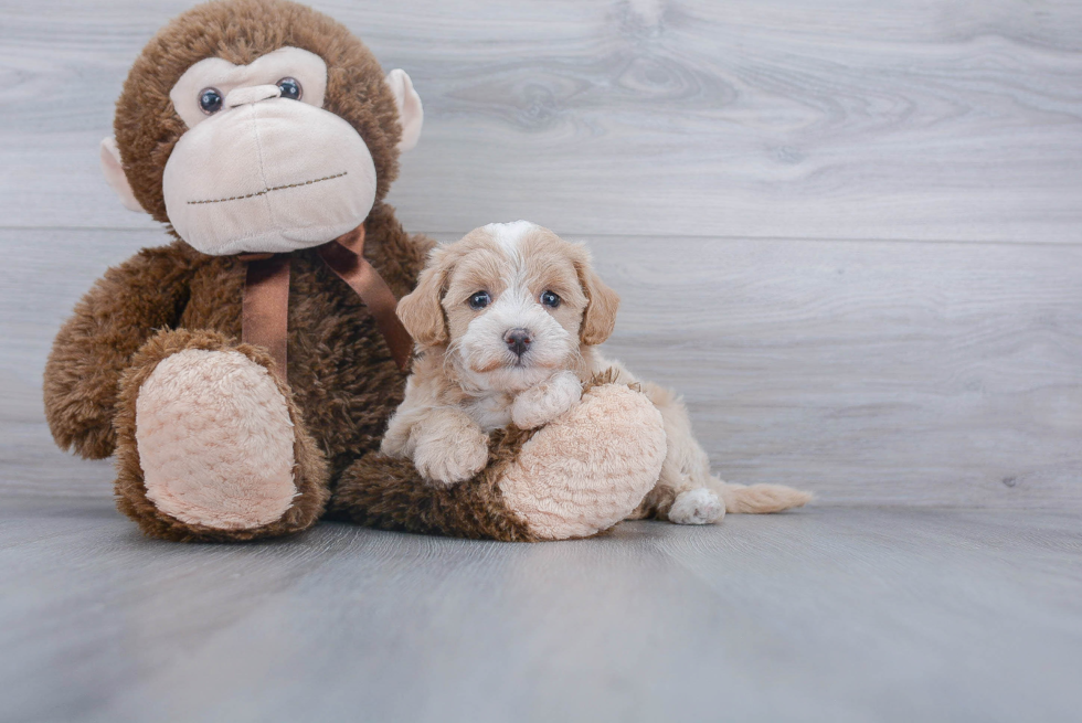 Maltipoo Pup Being Cute