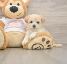 7 week old Maltipoo Puppy For Sale - Premier Pups