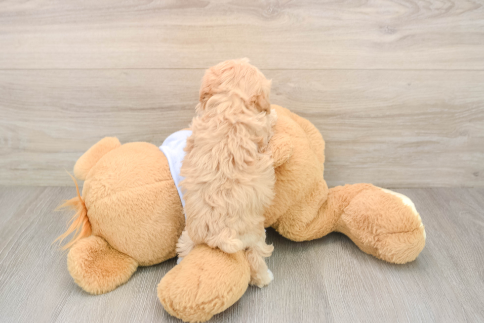 Hypoallergenic Maltepoo Poodle Mix Puppy
