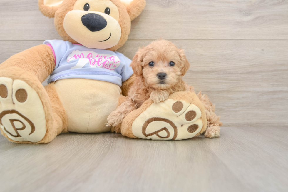 Happy Maltipoo Baby