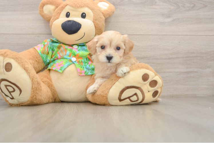 Maltipoo Puppy for Adoption