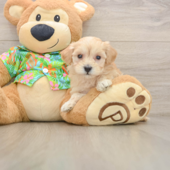 Maltipoo Puppy for Adoption