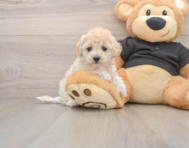 8 week old Maltipoo Puppy For Sale - Premier Pups