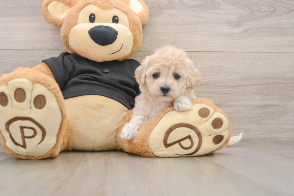 Little Malt a Poo Poodle Mix Puppy