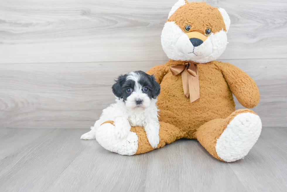 Funny Maltipoo Poodle Mix Pup