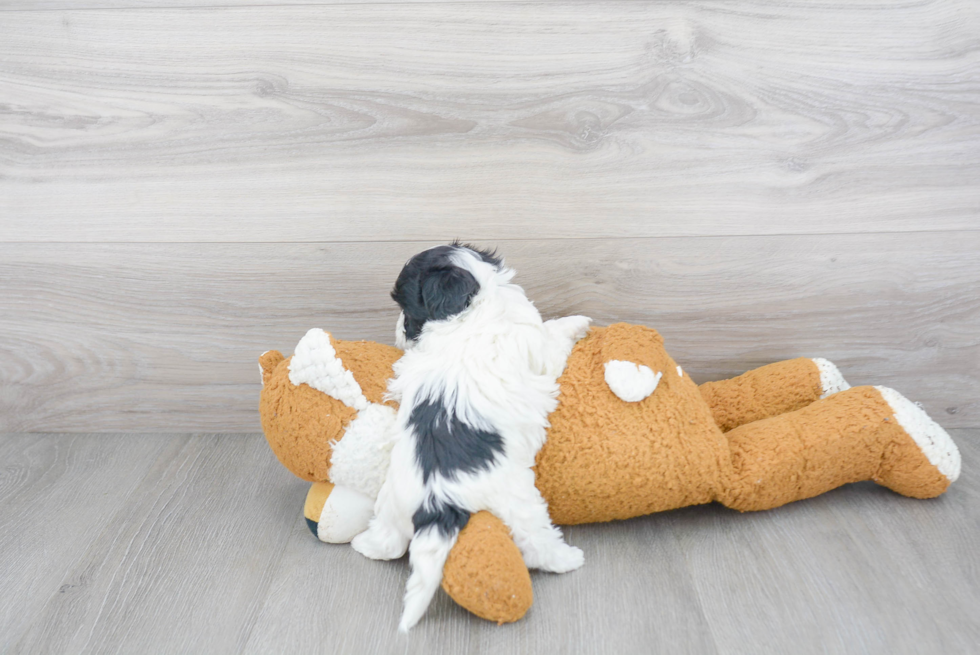 Maltipoo Pup Being Cute