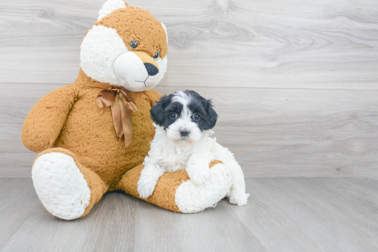 Maltipoo Pup Being Cute