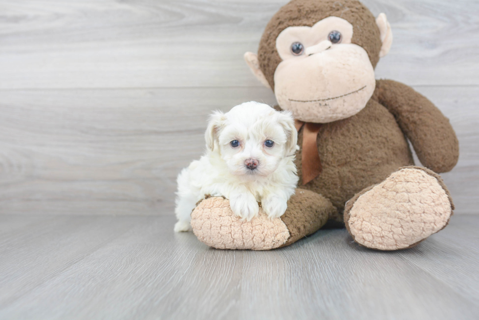 Cute Maltipoo Baby