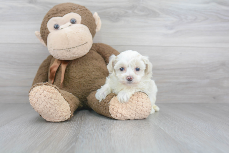 Best Maltipoo Baby