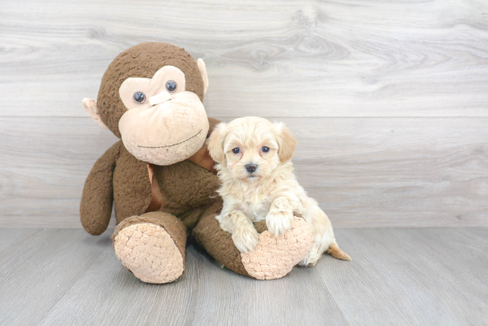 Sweet Maltipoo Baby