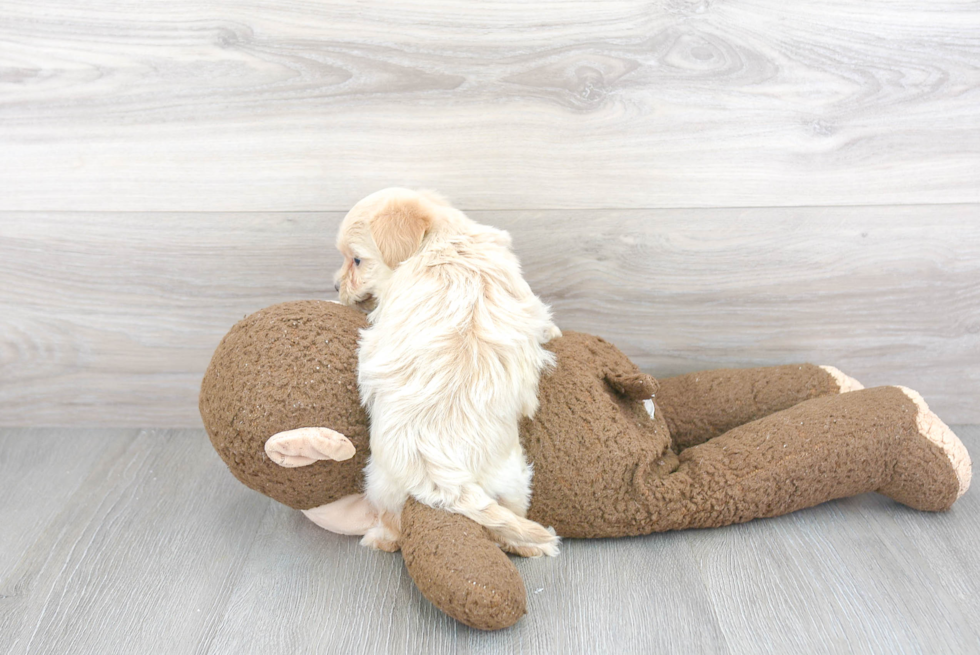 Adorable Maltepoo Poodle Mix Puppy