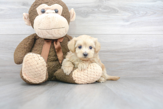 Maltipoo Pup Being Cute