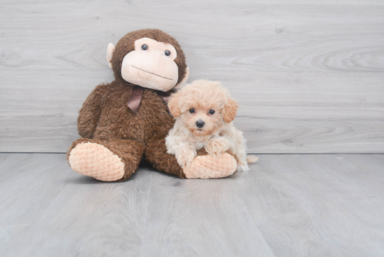 Sweet Maltipoo Baby