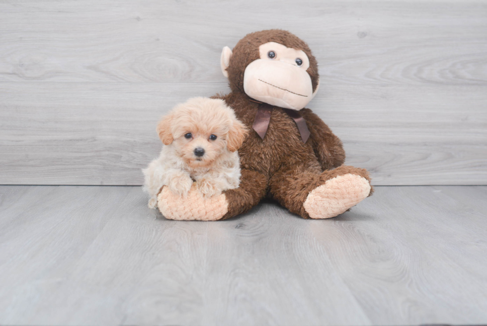 Sweet Maltipoo Baby