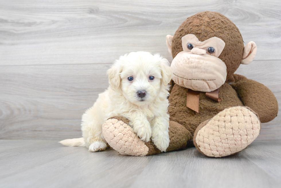 Maltipoo Pup Being Cute