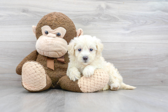 Happy Maltipoo Baby