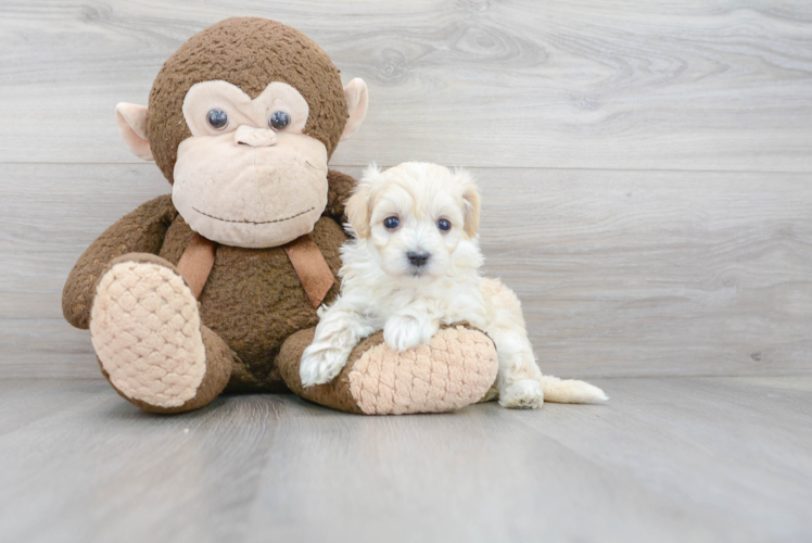 Fluffy Maltipoo Poodle Mix Pup