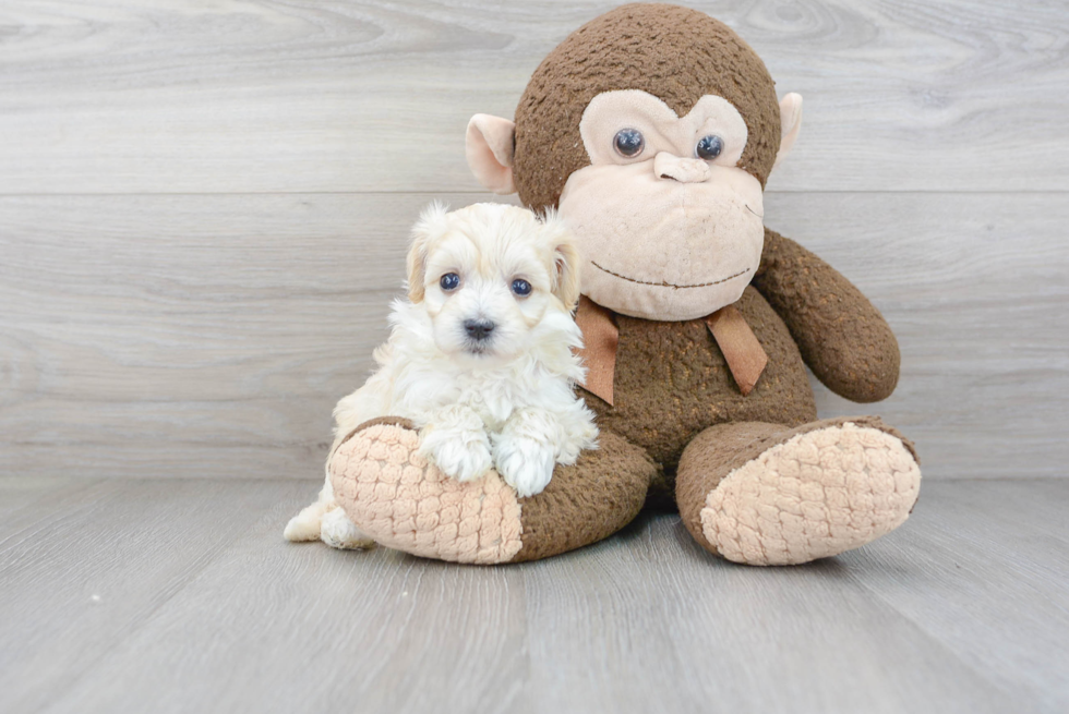 Maltipoo Pup Being Cute