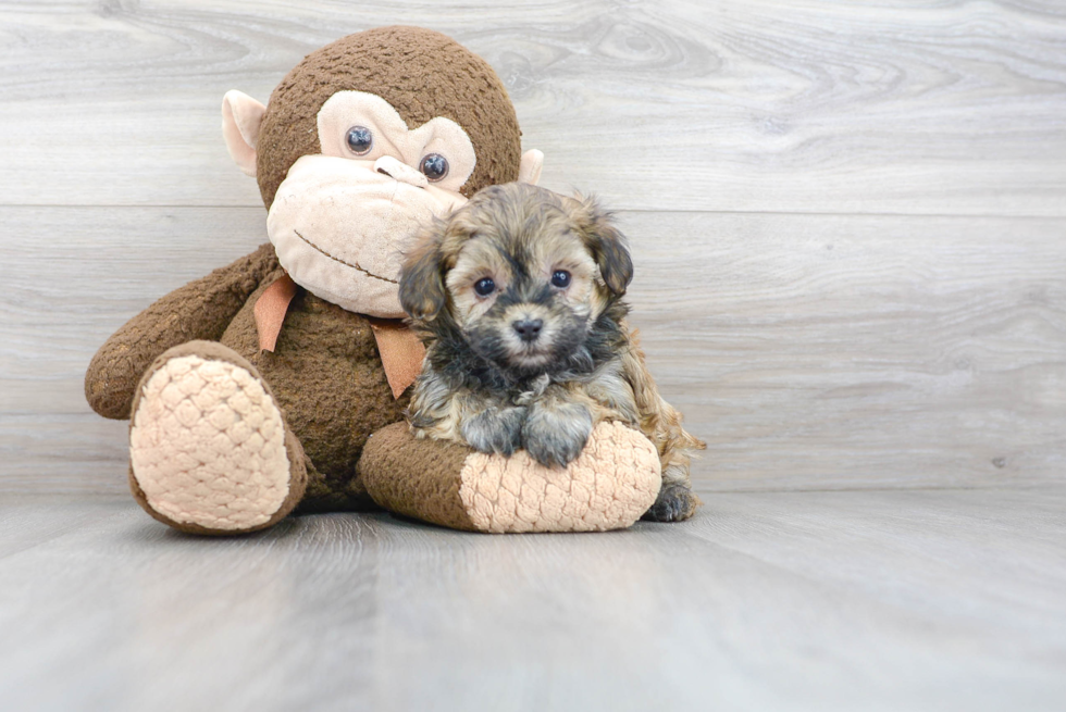 Happy Maltipoo Baby