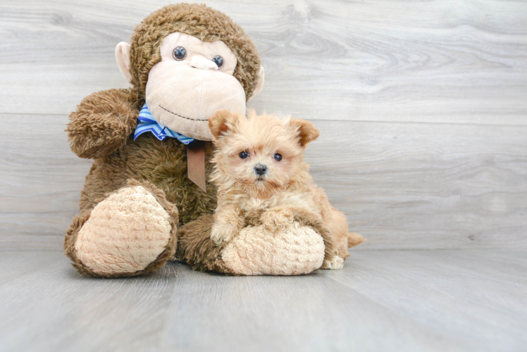 Energetic Maltepoo Poodle Mix Puppy