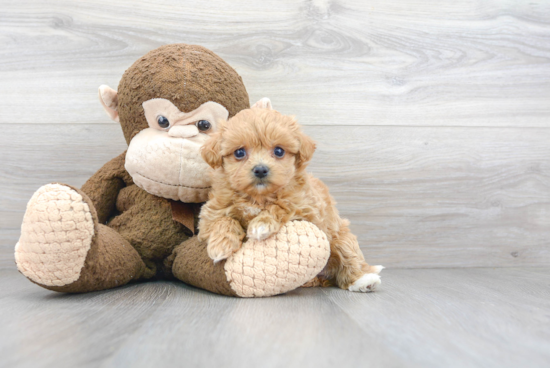 Fluffy Maltipoo Poodle Mix Pup