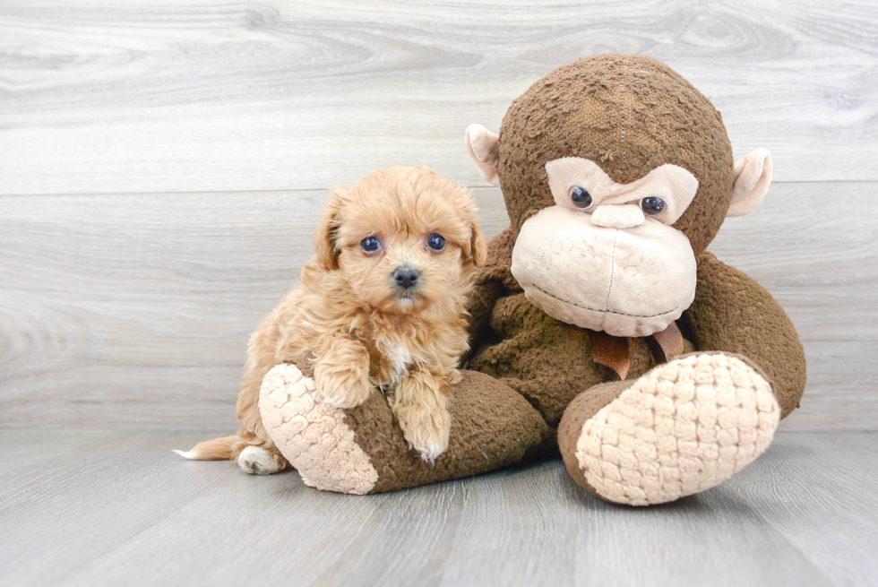 Maltipoo Puppy for Adoption