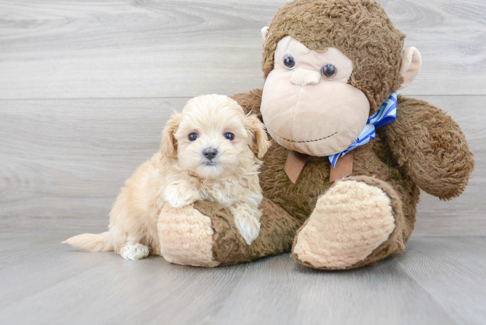 Maltipoo Pup Being Cute