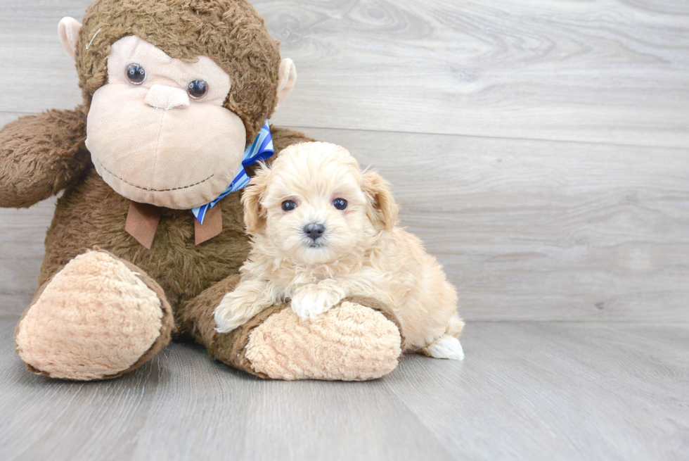 Maltipoo Pup Being Cute