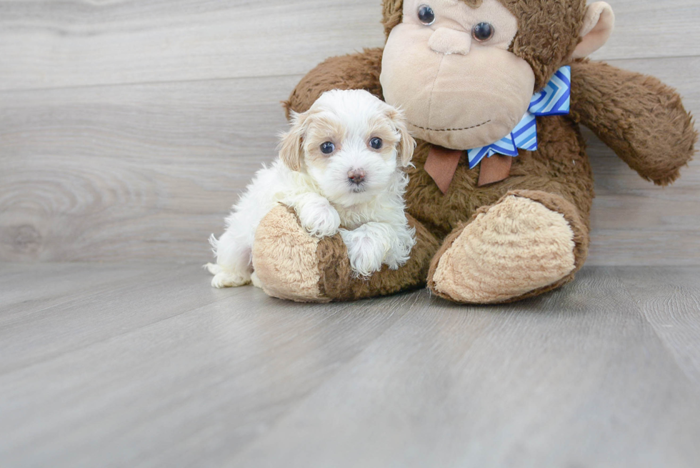 Cute Maltipoo Baby